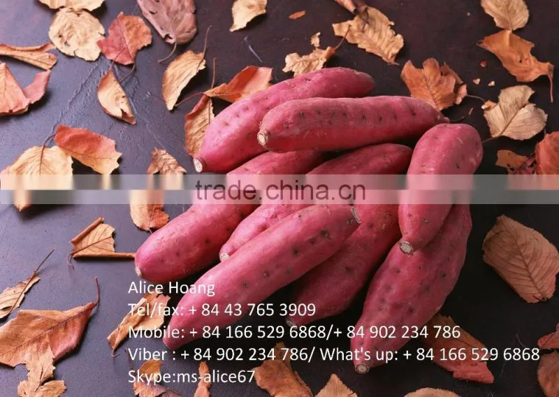 Fresh Sweet Potatoes/ Sweet potato export good prices