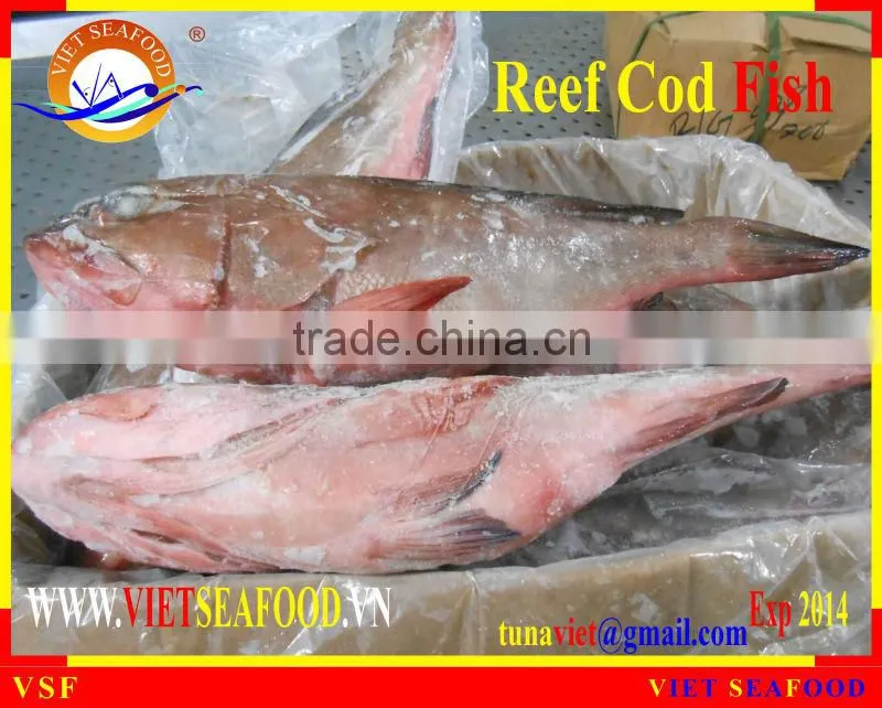 FROZEN REEF COD FISH W/R