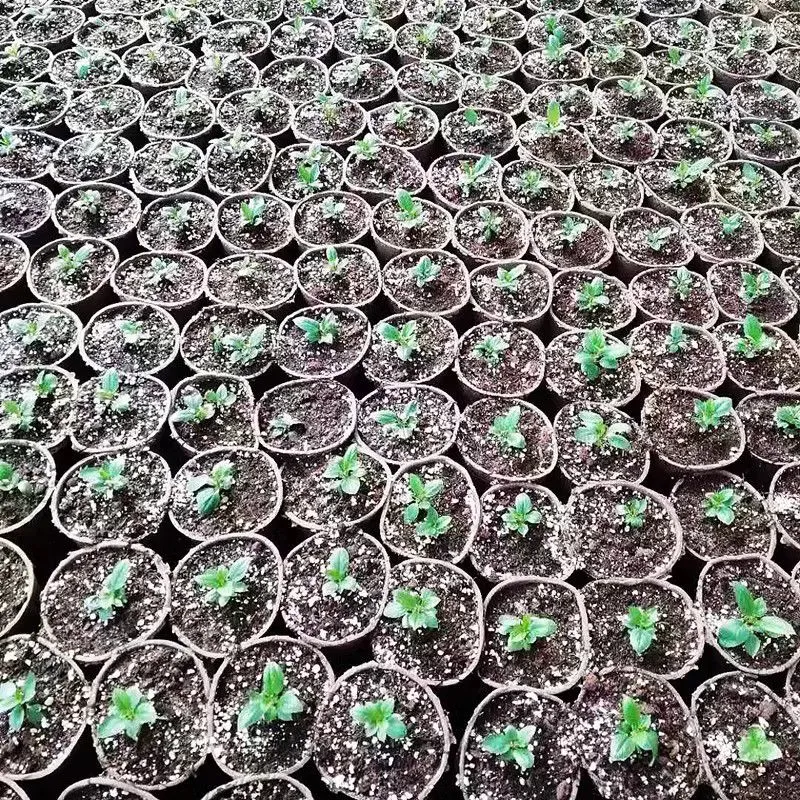 disposable-pulp-nursery-pot-planter