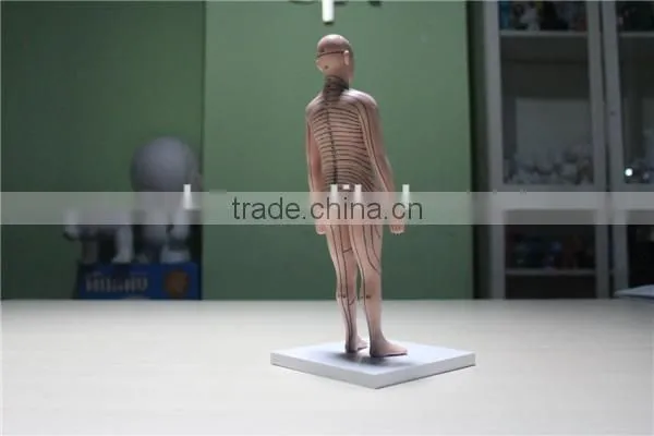 custom human boby model,human torso model ,plastic high quality injection model toy