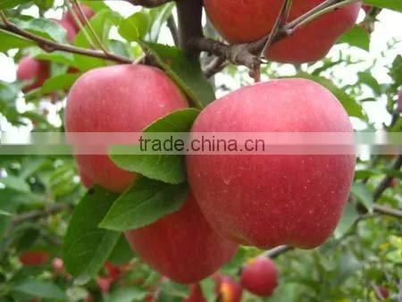 Fresh Fuji Apple of China