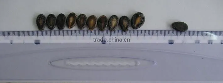 foodstuff / new crop black watermelon seeds A grade for sale