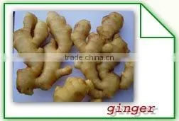 fresh gingers