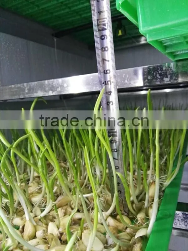 new type automatic barley sprout machine