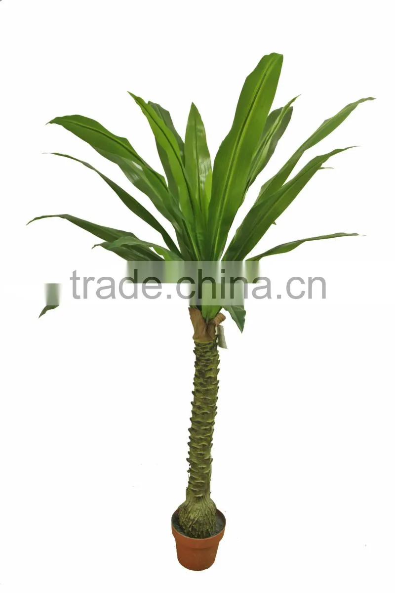 Ornamental Dracaena bonsai plant