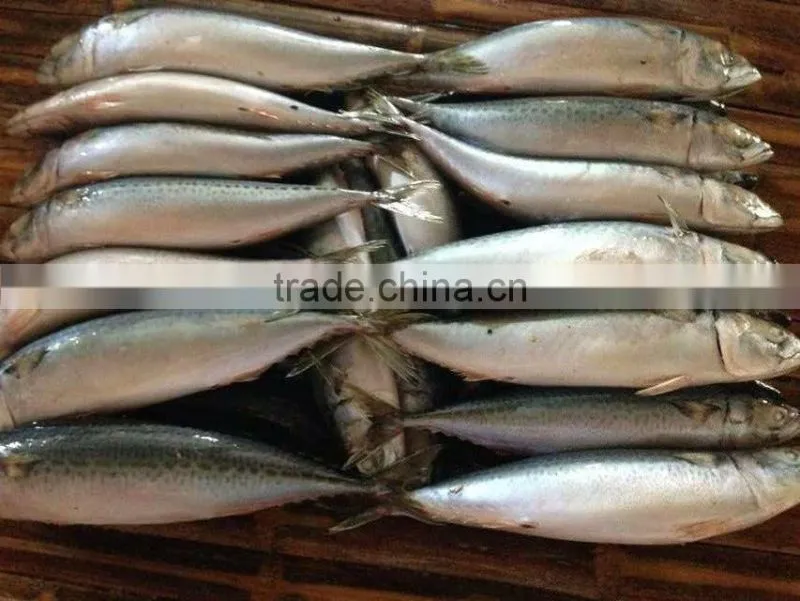 Frozen FIsh Mackerel Fish