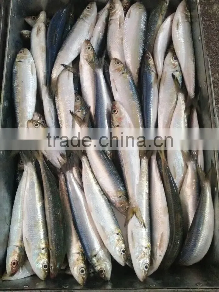 Frozen Sardine Fish