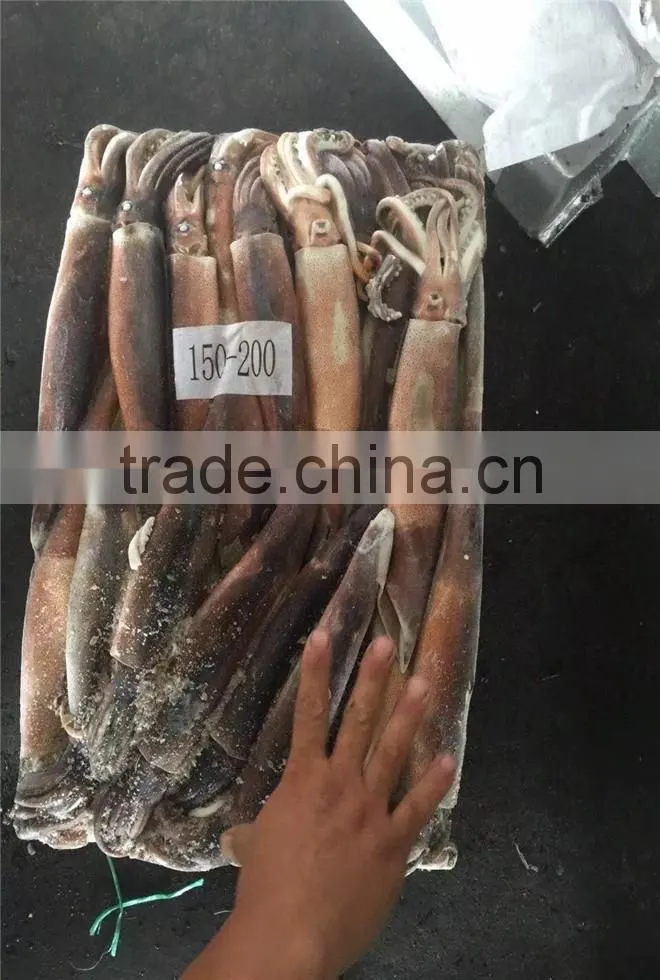 Illex Argentinus Squid Frozen Seafood