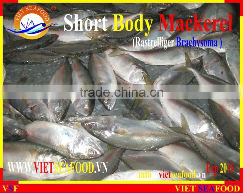 FROZEN SHORT BODY MACKEREL WHOLE ROUND