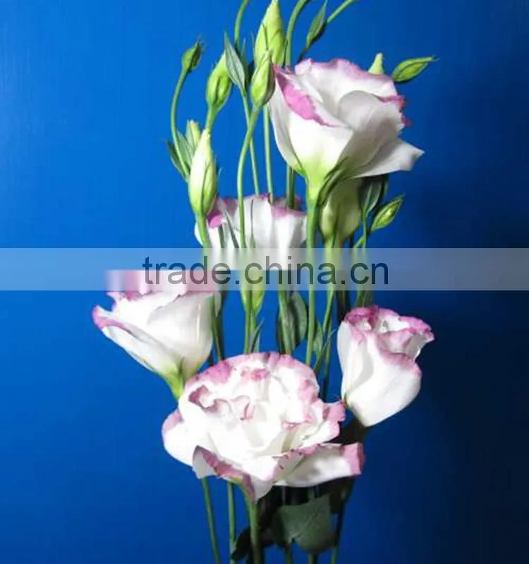 Good quality manufacture eustomas high quality