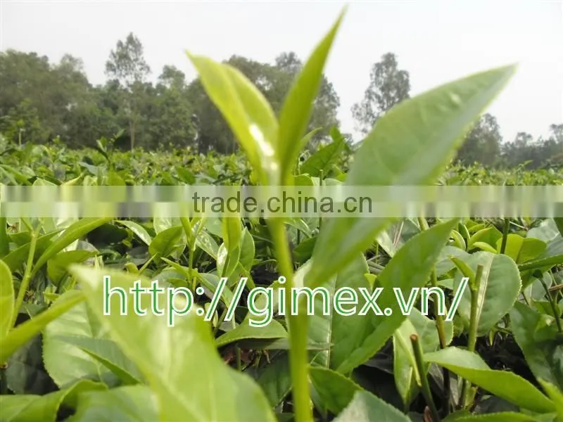 Moc Chau green tea, Son La TEA