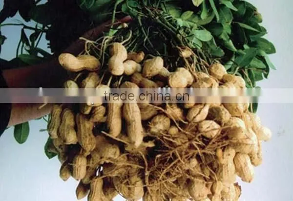 chinese blanched peanut kernel