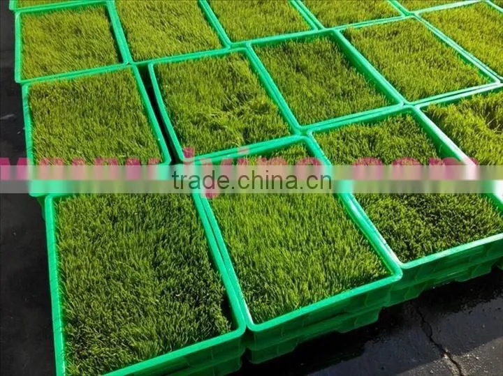 Made in China barley fodder hydroponic machine