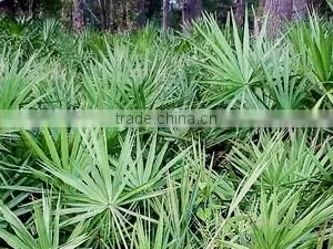 100% natural and pure saw palmetto P.E/Serenoa Repens herbal extract /Saw Palmetto Extract with Fatty acid 25%-45%