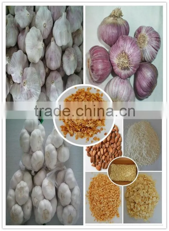 Authenticated GAP/HALAL Chinese frozen taro root plant