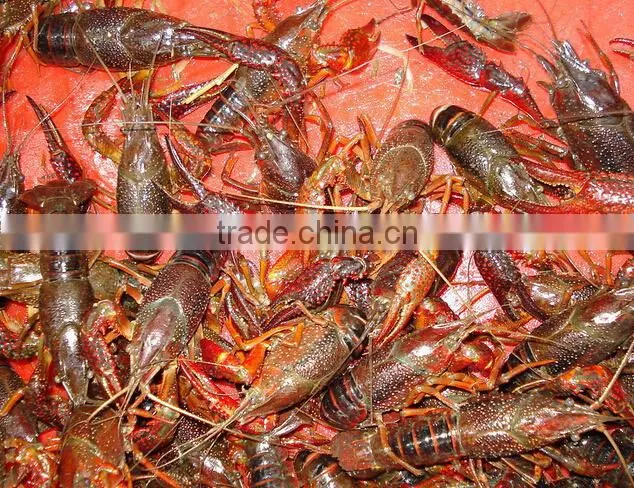 Shrimp grader machine /crayfish grading machine