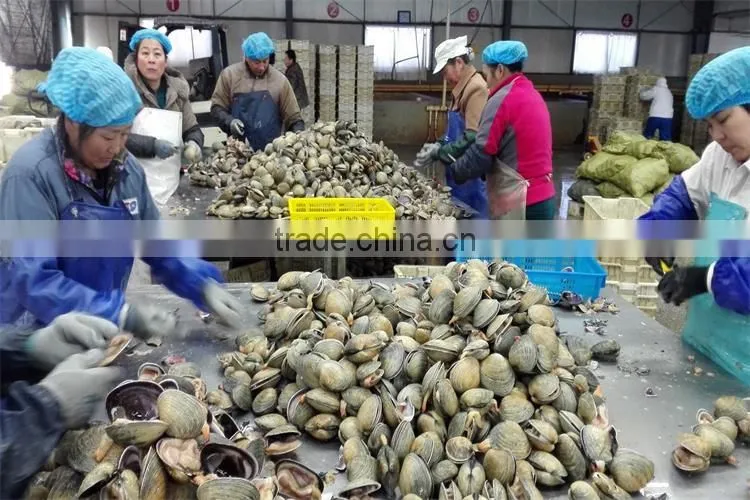 new arrival frozen washington clams seafood with giant specification