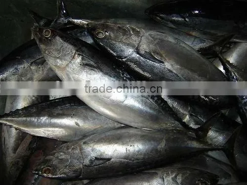 Good quality Frozen Bonito