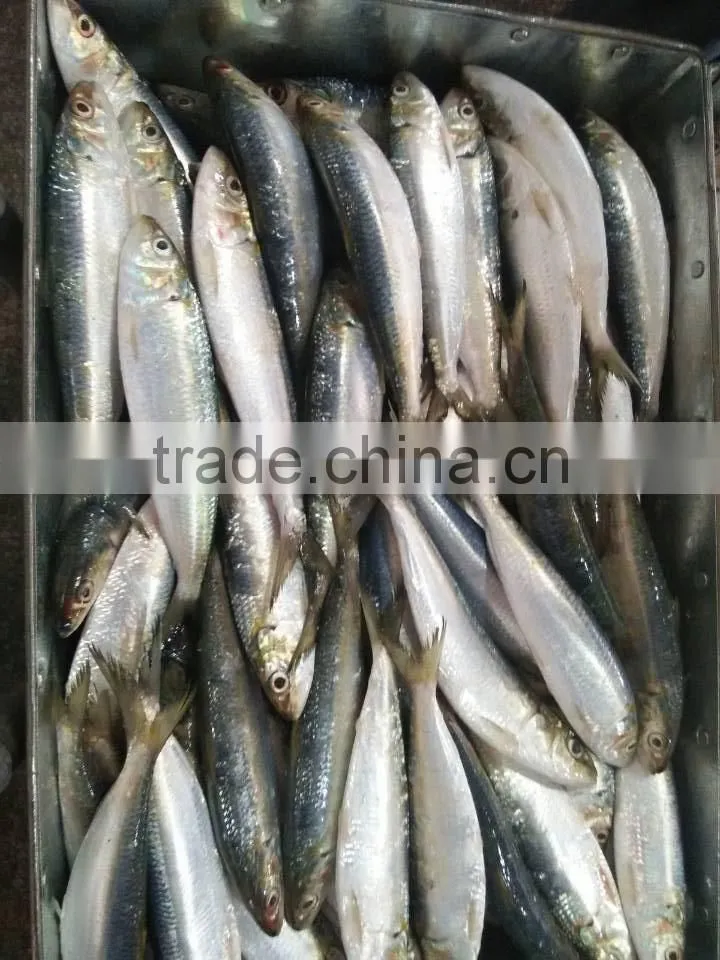 Frozen Sardine Fish