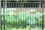Welding Aluminium Fencing