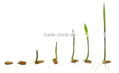 Hot Sale Automatic bean sprout growing machine, Bean Sprouting Machine,Bean Sprout Machine Price