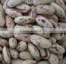 chinese long shape speckled kidney bean(2012 crop)