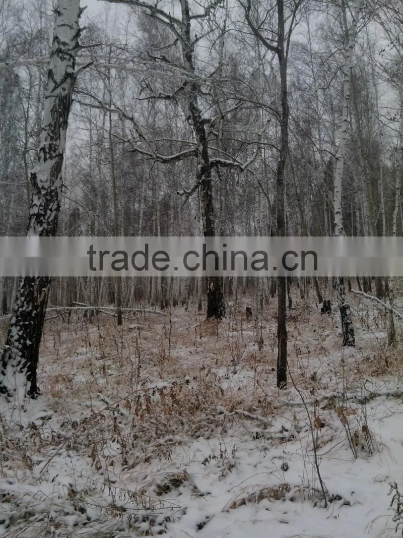 Fresh Cut European Beech Logs available