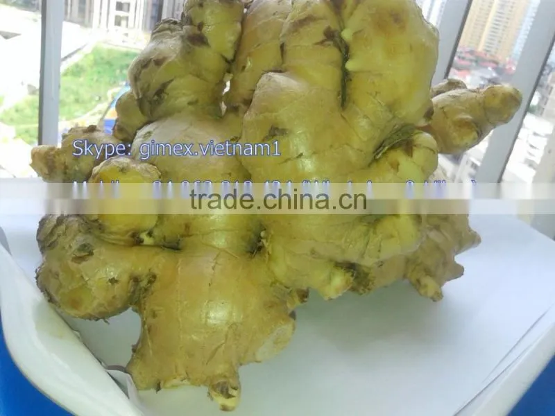 GINGER NEW HARVEST SEASON / Kype: gimex.vietnam1