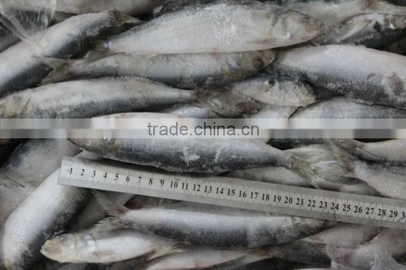 Low price frozen sardine fish