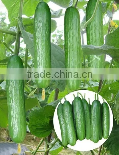 New Hybrid Fruit Cucumber seeds for growing-Mini Cucumber