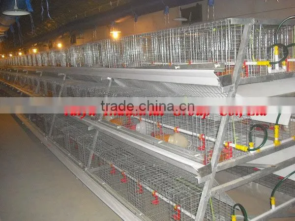 TAIYU Farm Broiler