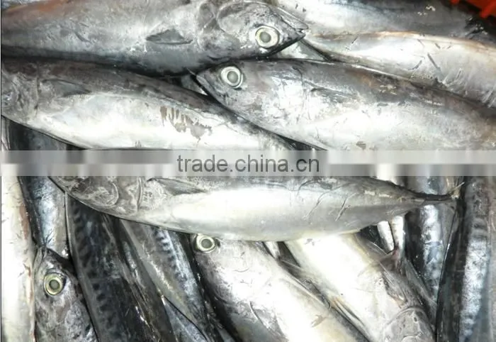 new aready Frozen Pacific bonito whole round- Auxis Tapeionsoma 500up