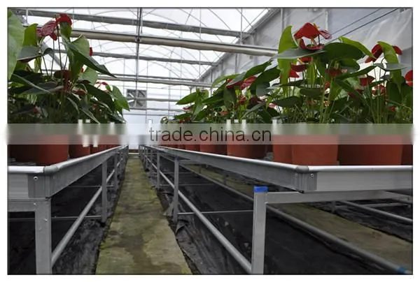Hot Sale Cut Flowers Used Greenhouse Bench