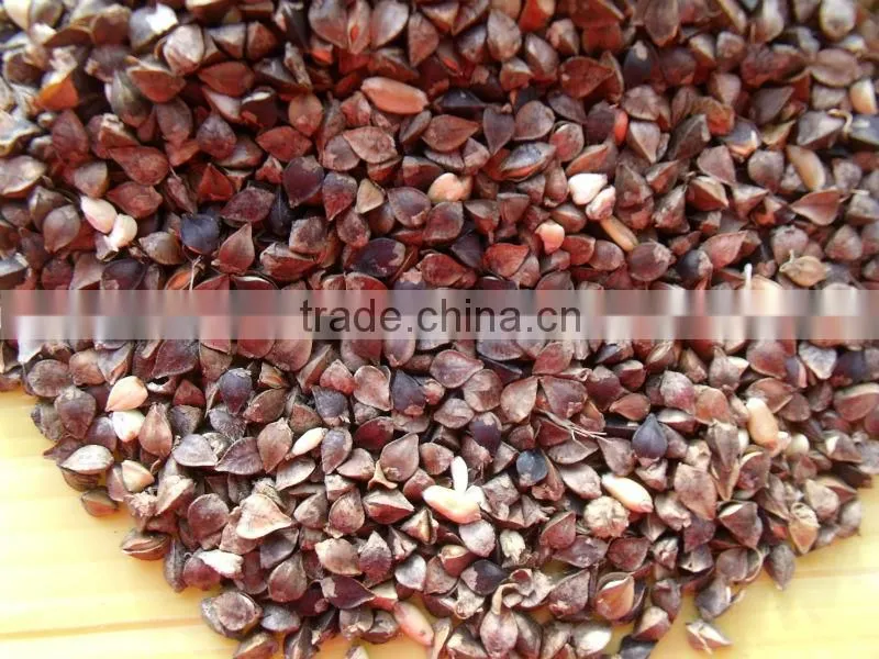 high quality hot sale black bitter buckwheat for tea (Fagopyrum esculentum)