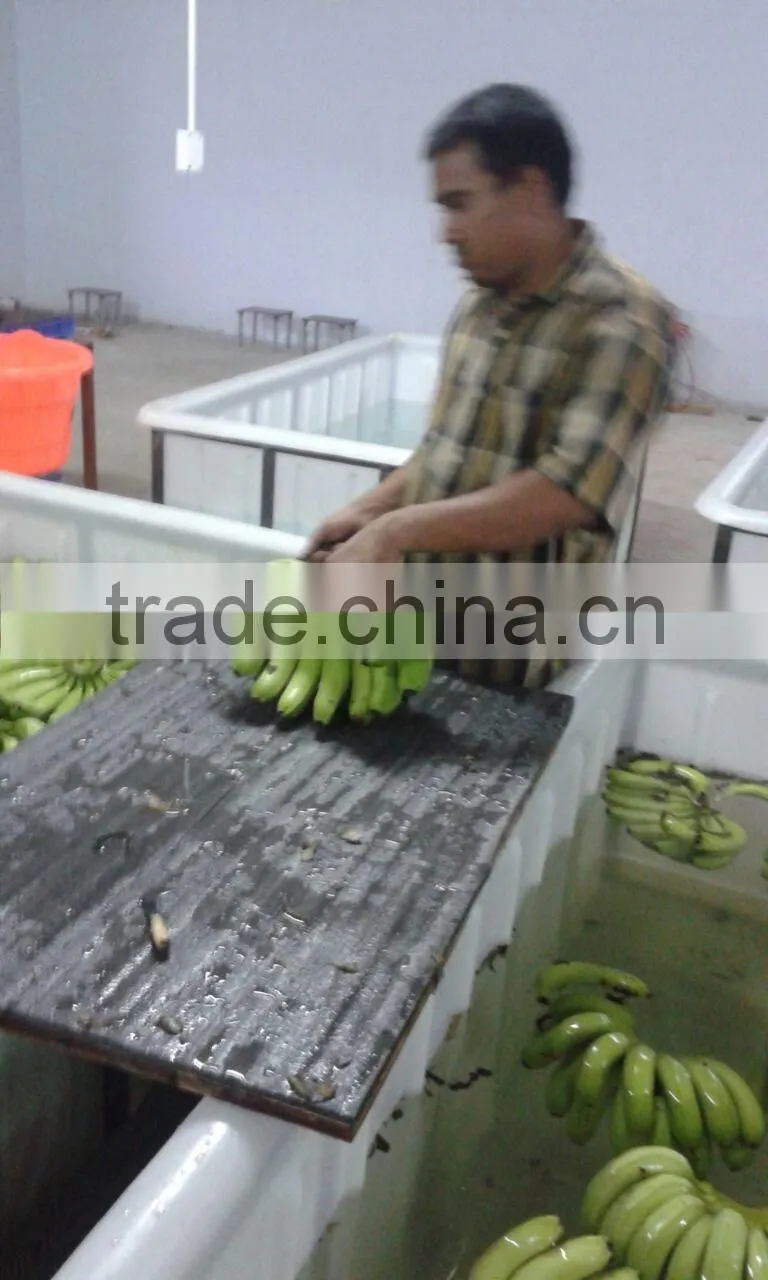 Green fresh Cavendish Banana from India