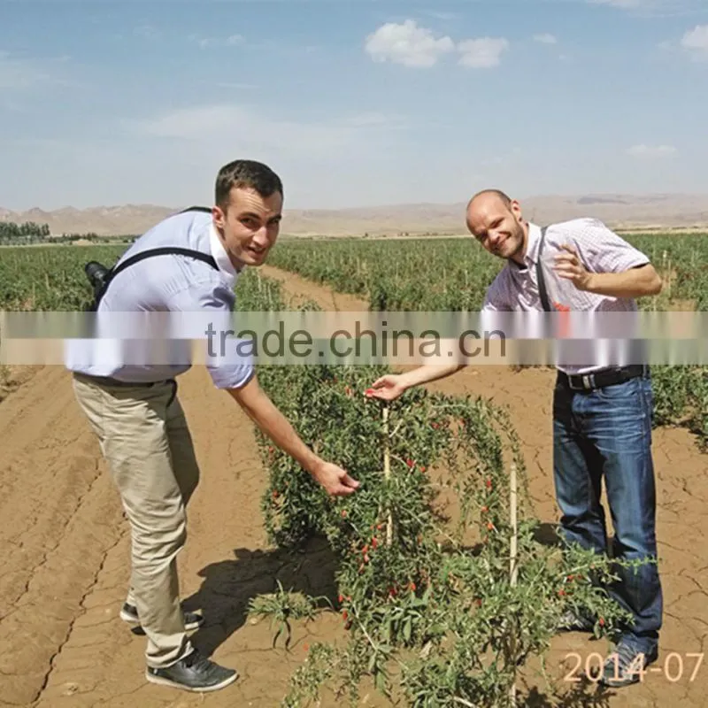 Certified USDA organic goji berries wholesaler
