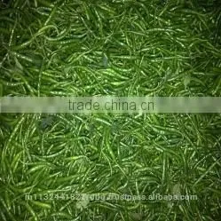 Indian Fresh long,dark Green and spicy green Chilli Exporter