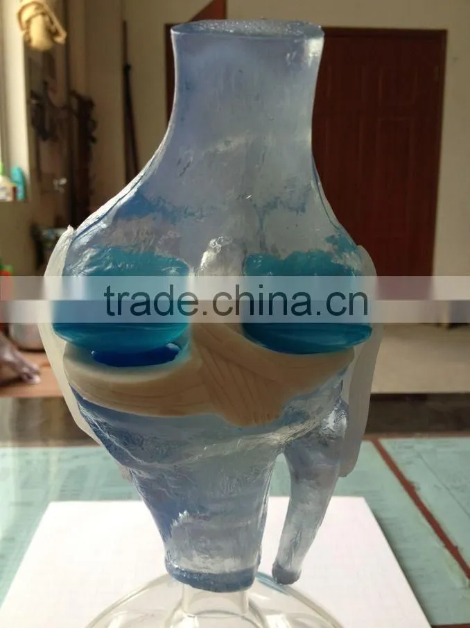 V-AM036 Plastic Human Knee Anatomic Model