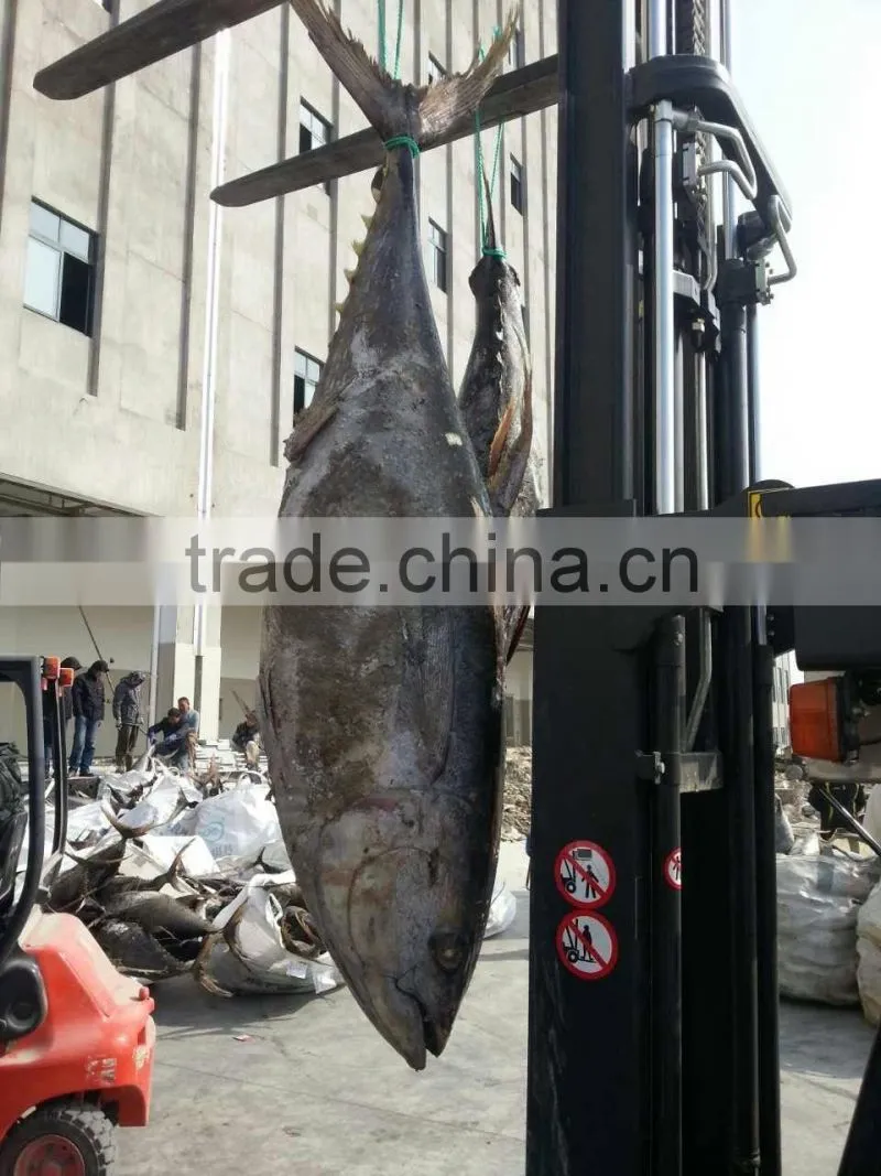 purse seine yellow fin tuna whole round