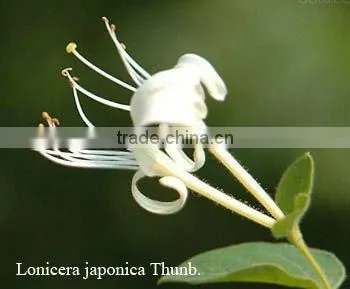 natural Chlorogenic acid CAS: 327-97-9