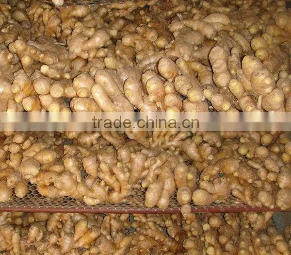China air dry ginger professional supplier for Holland and Russia
