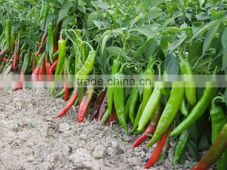Hot sale hybrid high yield chili pepper seeds-FK21