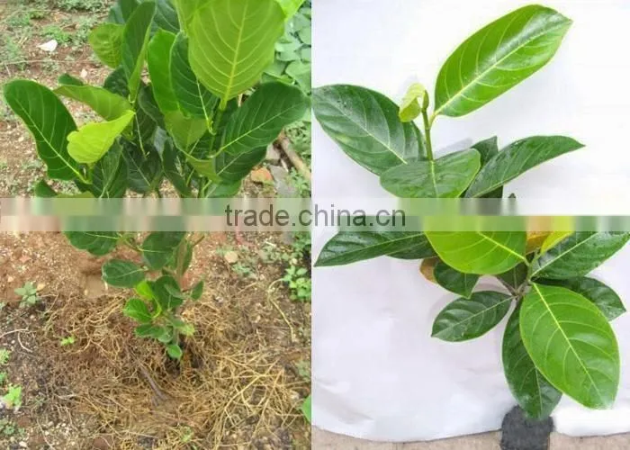 jackfruit trees