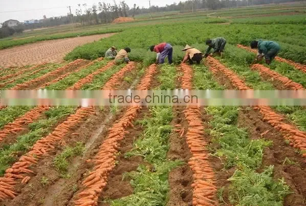 Chinese seeds SK-3 carrot seeds wholesale