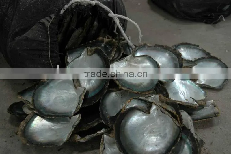 polished black Tahiti mother of pearl raw shells