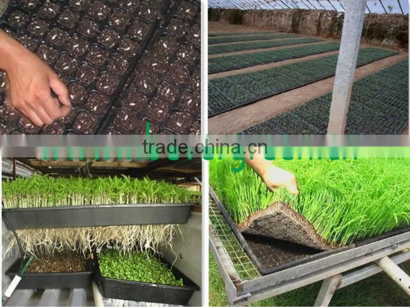 Top High quality square seed tray with 50 cells
