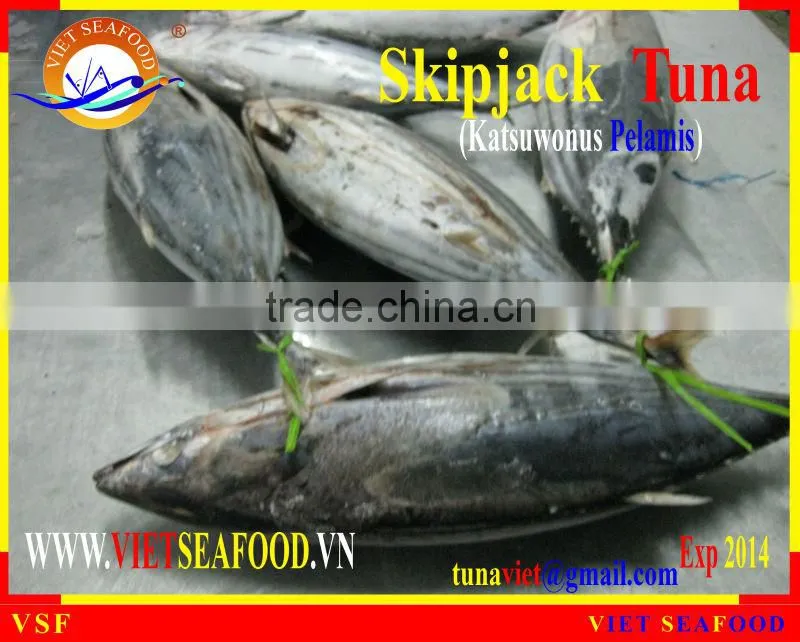 FROZEN SKIPJACK TUNA WHOLE ROUND