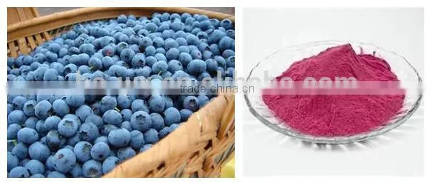 Belt vacuum powder continuous dryer for blueberry powder