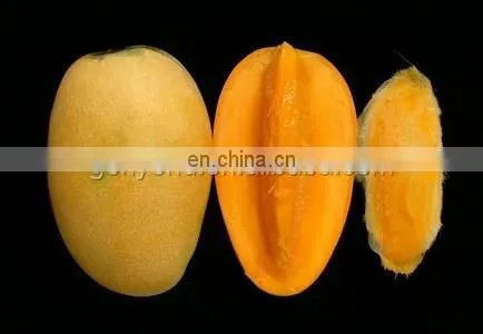 alphonso mango puree production making line