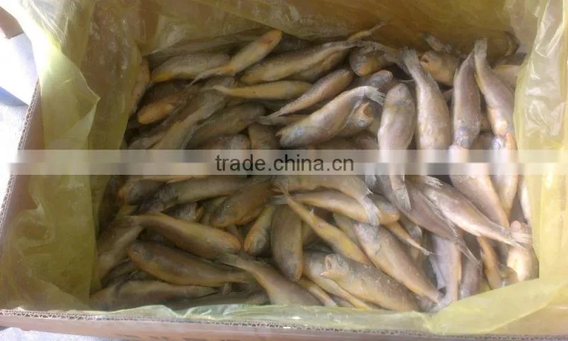 ship frozen small yellow croaker for sale